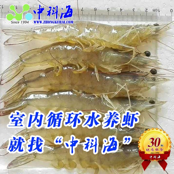 1728866869240485.jpg 600x600--yangxia2.jpg