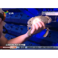 住在公寓里的&ldquo;软壳蟹&rdquo;味鲜又补钙--20180715广东电视台