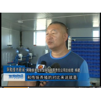 "盒子养蟹"成为致富新思路--新疆阿勒泰电视台20170917新闻