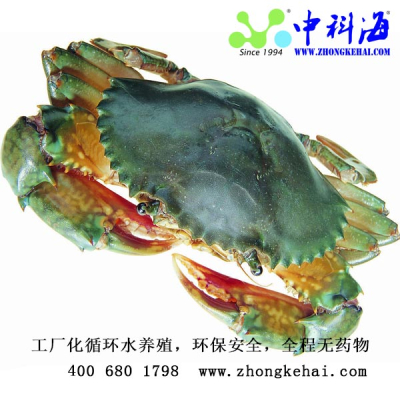 【螯联盟】牌 活青蟹/【螯联盟】牌 香辣蟹/蟹钳