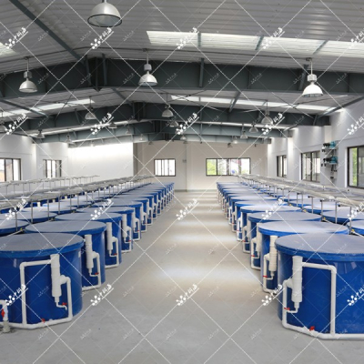 室内工厂化循环水RAS鱼类、虾类、螺类养殖系统