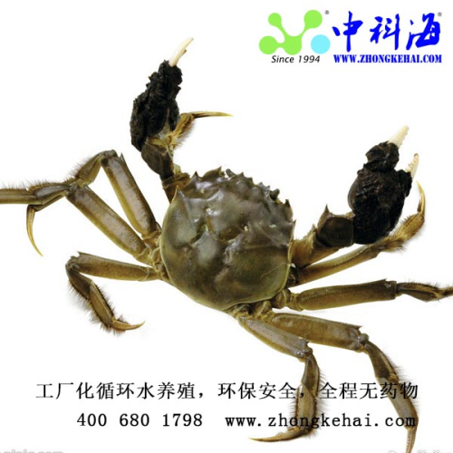 海水大闸蟹